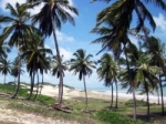 Brazilie palmbomen